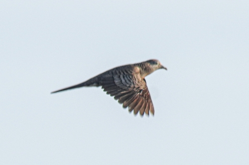 Zebra Dove