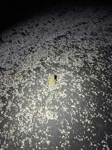 Woodhouse's Toad