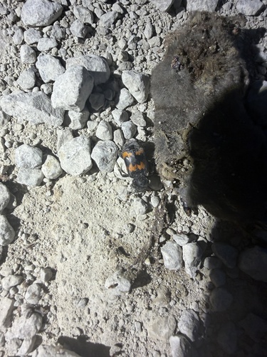 Margined Burying Beetle