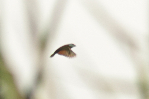 White-capped Munia