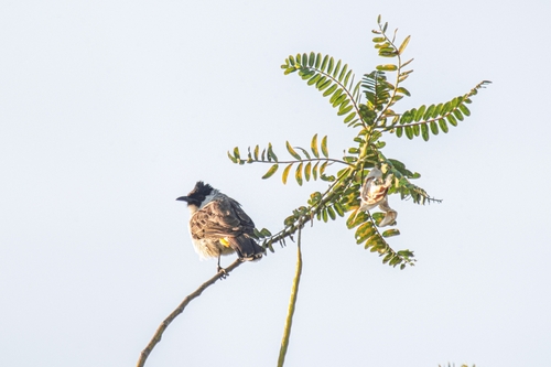 Sooty-headed Bulbul