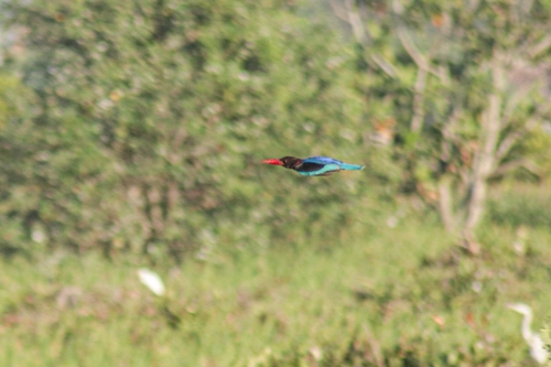 Javan Kingfisher
