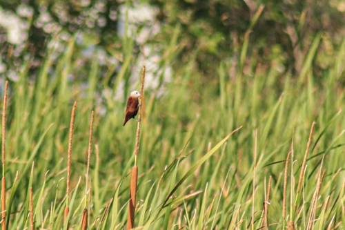 White-headed Munia