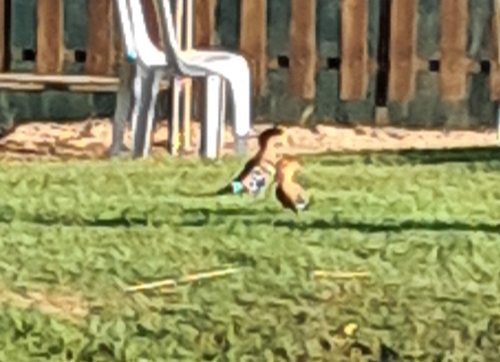 Common Hoopoe