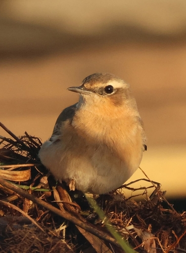 Northern Wheatear