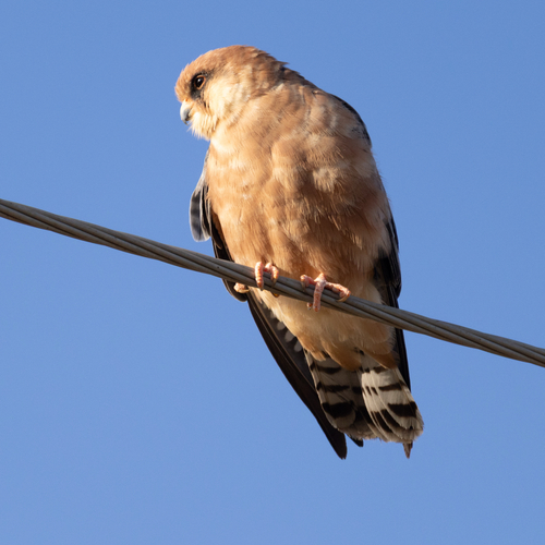 Red-footed Falcon