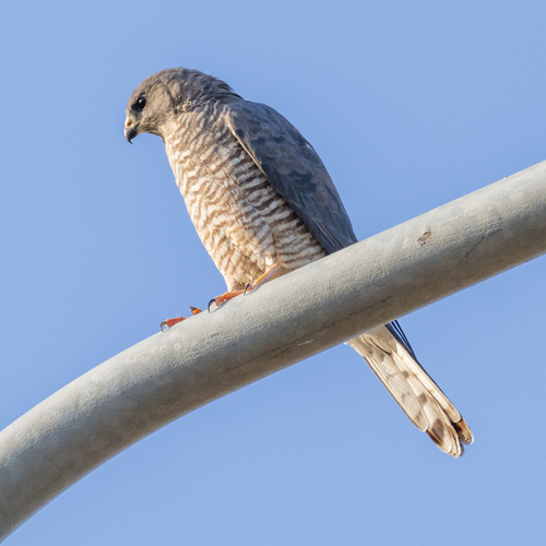 Levant Sparrowhawk