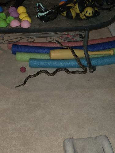 Western Ratsnake observed by michael_dasher