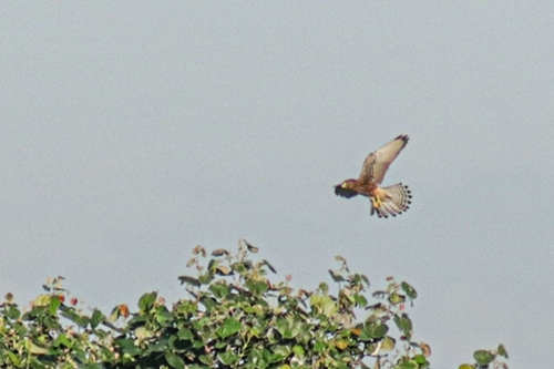 Spotted Kestrel