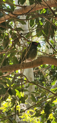 Australasian Figbird