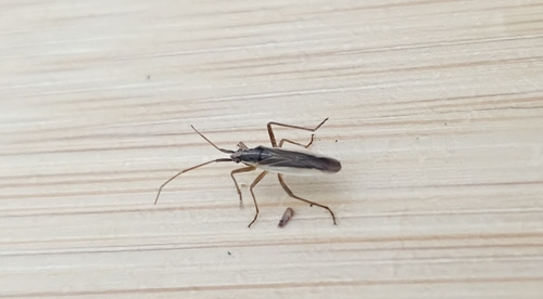 Stenodema holsata