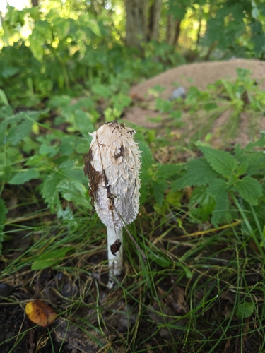 Shaggy Mane