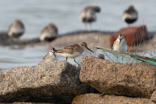 Broad-billed Sandpiper