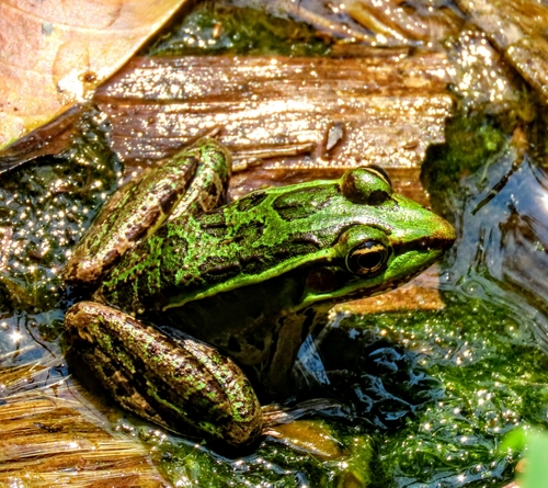 Forrer's Grass Frog