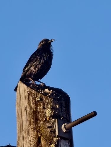 Spotless Starling