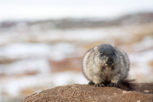 Alaska Marmot observed by azta