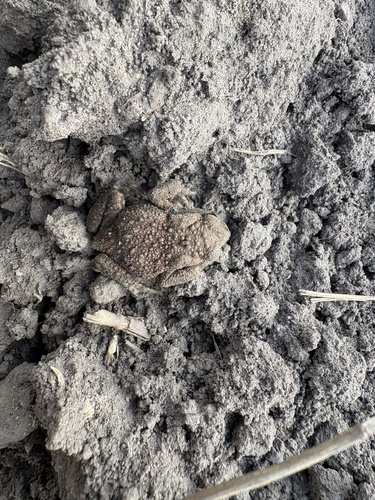 European Toad