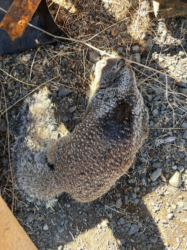 Douglas's Ground Squirrel observed by gwenythfisk