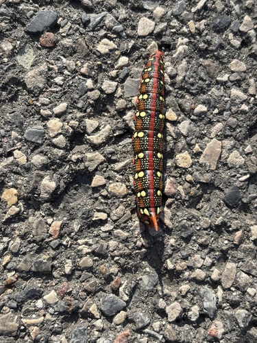 Leafy Spurge Hawkmoth