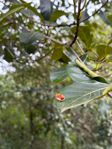 Golden Tortoise Beetle