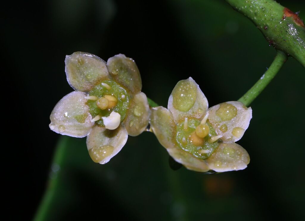 Kokoona zeylanica (Kokoona zeylanica)