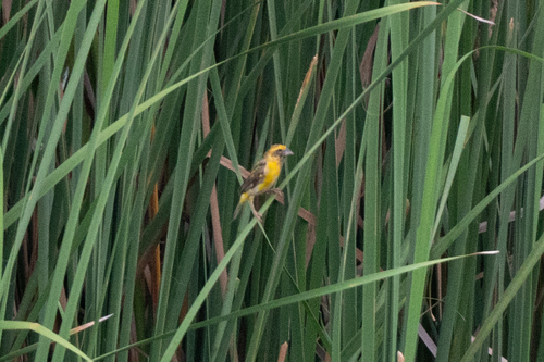 Asian Golden Weaver