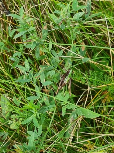 Bog Bush-cricket