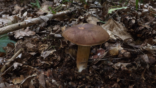 Bay Bolete