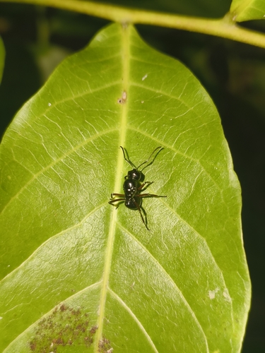 Polyrhachis australis