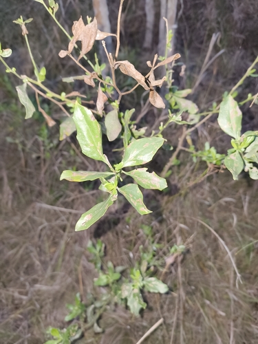 groundsel tree
