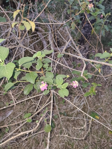 common lantana
