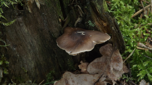 Deer Mushroom