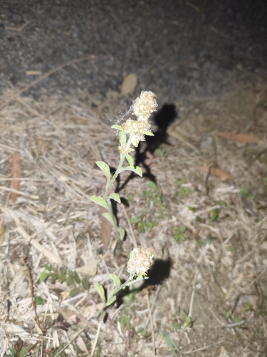 Pennsylvania Cudweed