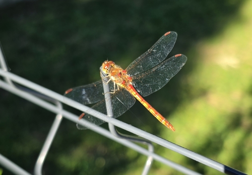 Common Darter
