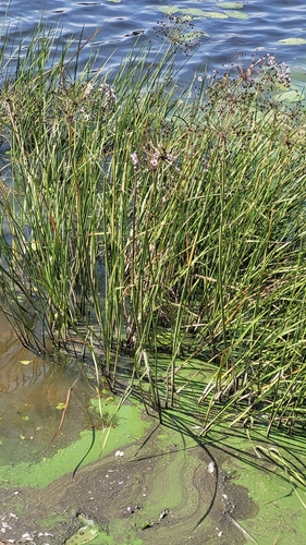 Наблюдение на iNaturalist