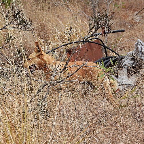 Domestic Dog observed by steve_hancock