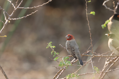 Red-headed Finch