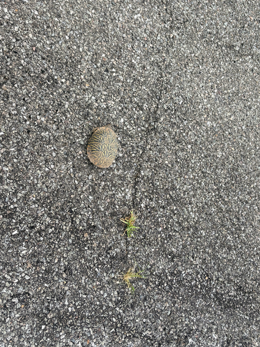 Ornate Box Turtle observed by aeries
