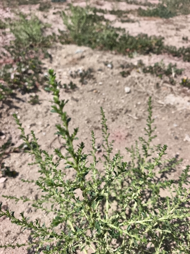 prostrate pigweed