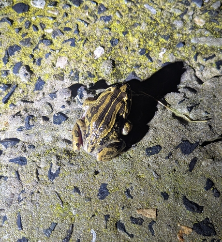 Striped Marsh Frog
