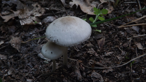 common bonnet