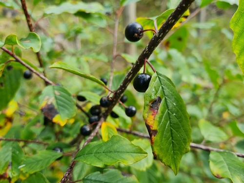 alder buckthorn