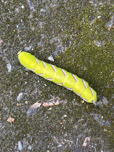 Privet Hawkmoth