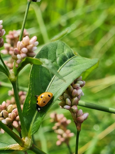 Seven-spotted Lady Beetle