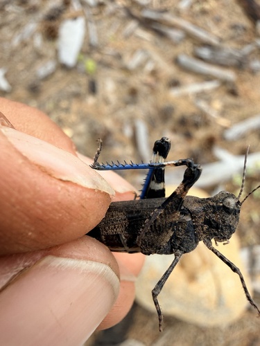iNaturalist observation photo of Fontana Grasshopper