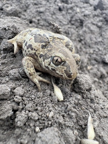 Common Spadefoot