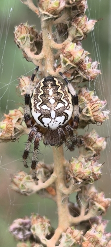 Marbled Orbweaver
