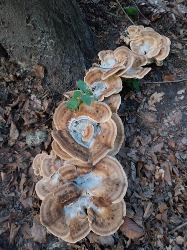 Giant Polypore