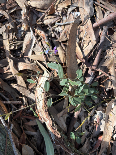 common hovea