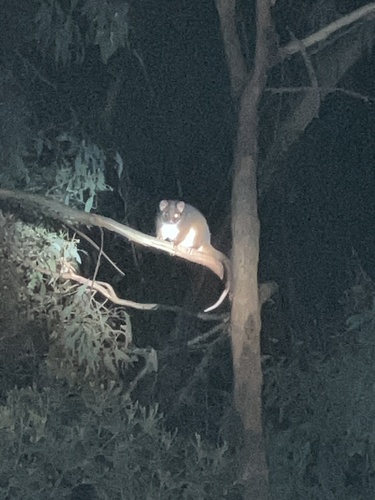 Eastern Ring-tailed Possum